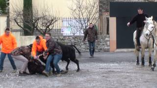 Taureau de face à canaules