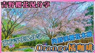 2021 陽明山平菁街93巷 Orange橘咖啡－吉野櫻滿開中 I 內厝溪櫻花木廊 I 永公路紫藤花\u0026東方寺花況分享 I 陽明山吉野櫻花況分享