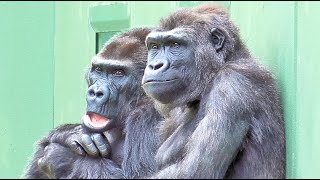 Kiyomasa and Annie drumming around Nene. Shabani, Gorilla, Silver back.