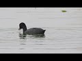 fluid motion slow mo eurasian coot dives in exquisite detail birds viral wildlife birdlovers