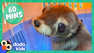 60 Minutes Of Animals And The People Who Love Them | Dodo Kids | Animal Videos For Kids
