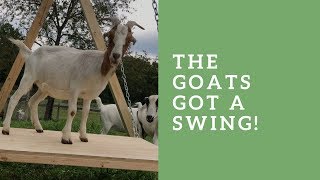 The Goats Got a Swing!