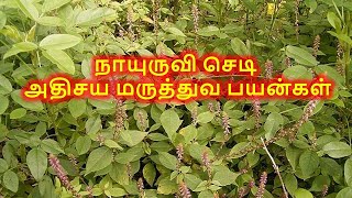 Nayuruvi Plant Uses in Tamil | நாயுருவி செடி மருத்துவ பயன்கள் | MEDCINE_PLANT |