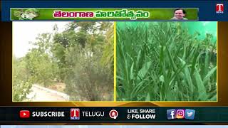 Special Report On Haritha Haram In Sangareddy | T News