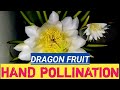 How to hand pollinate dragon fruit 🐉| Manipuri vlog new | Ngashidi maka phanna satlaray enakta