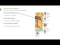 eptihelial cell junctions – histology lecturio