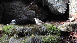 山中湖 大洞の泉のコサメビタキの水浴び　その２５（4K60P動画）