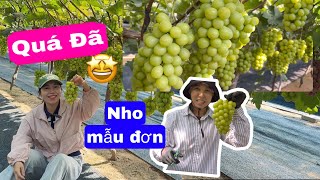 Vườn Nho Mẫu  Đơn Trị Giá Tiền Tỉ Tại Hàn Quốc 😍😍 Ngọt Như Đường