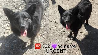 🆘 332 💜🐈👪 🐕 👨👩 MATILDA *URGENT*