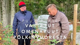 Vartetut omenapuut Pölkinvuoresta