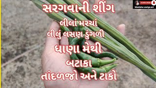 શિયાળામાં થતું લીલું લસણ ડુંગળી