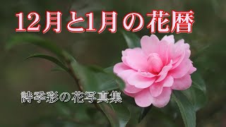 １２月と１月の花ごよみ、シリーズ詩季彩の花写真集、花ごよみ