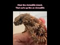 armadillo lizard like animals facts foryou lizard