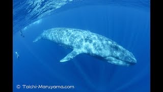 今週のシロナガスクジラと一緒に泳いだシーン🐋／Blue Whale Encounter