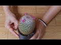 แมมบอมไบเซียน่า วิธีเลี้ยงให้รอดและสวยๆ ทำอย่างไร mammillaria bombycina