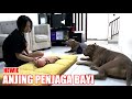 Unbelievable, Two Fierce Pitbulls Dogs Told to Take Care of Baby| Funny Dogs Videos #hewiepitbull