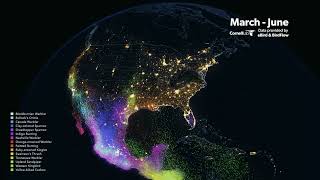 Spring Bird Migration Data Visualization (Cornell Lab of Ornithology)