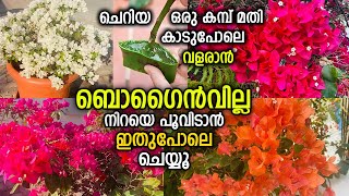 ബൊഗൈൻവില്ല ഈസി ആയി പിടിച്ചു കിട്ടാനും പൂക്കൾ ഉണ്ടാകാനും ഇങ്ങനെ ചെയ്‌തു നോക്കൂ | Malayalam Gardening