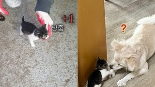 어미 고양이가 버리고 간 고양이 냥줍 그리고 현재