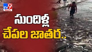 Thousands of fishes came into Sundillabarrage of Manchiryal district - TV9