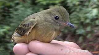 Ochre-bellied Flycatcher (Mionectes oleagineus)