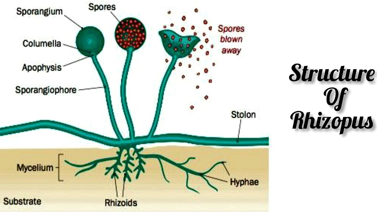 Labelled Diagram Of Rhizopus L Rhizopus L How To Draw Rhizopus With ...