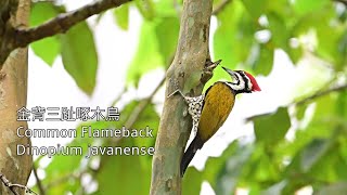 金背三趾啄木鳥 Common Flameback Dinopium javanense