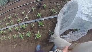 みっちゃんの花と野菜の家庭菜園  集中豪雨の跡編㉕