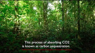 What is carbon sequestration? And what is the Amazon's important role