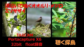 聴く探鳥・沢沿いで鳴くオオルリ/メジロ/ミソサザイ/TASCAM　Portacapture X6　32bit　float　野鳥録音