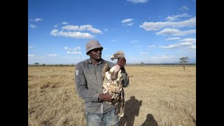 Tagging Vultures in Northern Kenya