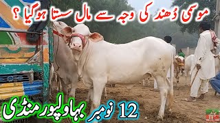 Bhawalpur Cow Mandi Fresh Latest Update Today 12-11-2024 | Sahiwal Cholistani Cow Mandi | Cow Mandi🔥