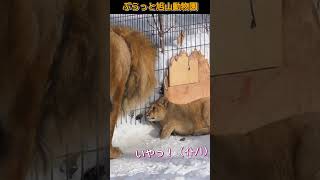 イトの小さな味方レイ🍀旭山動物園のライオンファミリーオリト＆イオ #shorts#zoo#lion#lionbabies