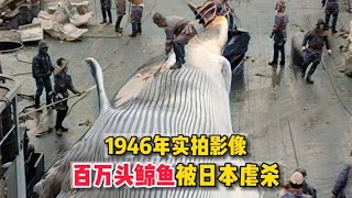 1946年实拍影像，百万头鲸鱼被日本虐杀，简直毫无人性！