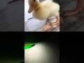 #duck #duckphonk #chicken #duckduck #birds #animals #funny #music #anime #phonk