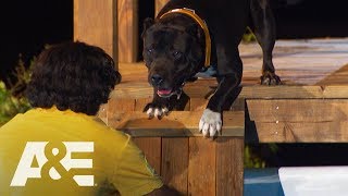 Pitbull Mix Leonittis Conquers His Fear of Water | America's Top Dog (Season 1) | A\u0026E