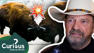 The World's ONLY Tame Bison! | Territorial Predators | Documentary | Curious?: Natural World