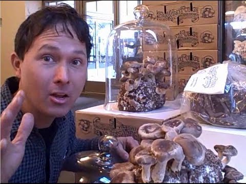 Grow a Mushroom Mini Farm Kit in Your Kitchen any Time of Year Grow a Mushroom Mini Farm Kit in Your Kitchen any Time of Year