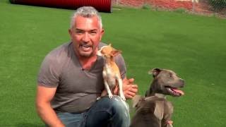 Cesar Millan Explains: Little Dogs Playing with Big Dogs