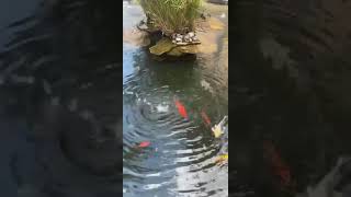 COOL KOI POND IN A FL MALL