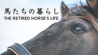 引退馬の暮らしの様子#20｜ヴェルサイユリゾートファーム｜Life of a retired horse