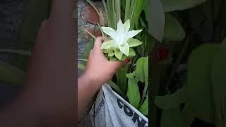 turmeric flower