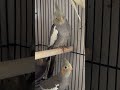 #cockatiel #birds #pets #parrot #cockatielbird #cockatielsinging #cockatielsound #ytshorts #shorts