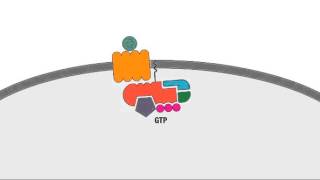 3 2 Chemokine Signaling