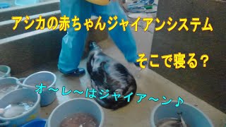 【アシカ】アシカの赤ちゃんジャイアンシステム(笑)（伊勢シーパラダイス／水族館）