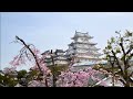 国宝・姫路城　桜満開