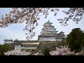 国宝・姫路城　桜満開