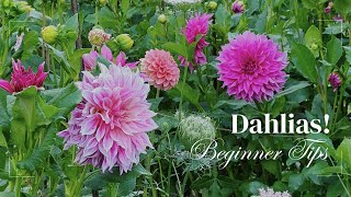 5 tips for growing DAHLIAS in 10 min! Get started this year with some easy tips // MAIN ST GARDENER