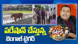 Bengal Tiger | పరేషాన్ చేస్తున్న బెంగాల్ టైగర్ | Patas News | 10TV News