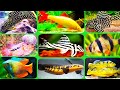 22 Types of Ornamental Fish That Don't Need An Oxygen Aerator